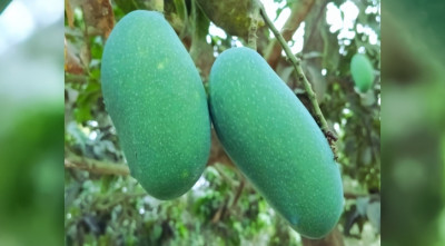 জিআই পণ্যের স্বীকৃতি পেল নওগাঁর নাক ফজলি আম